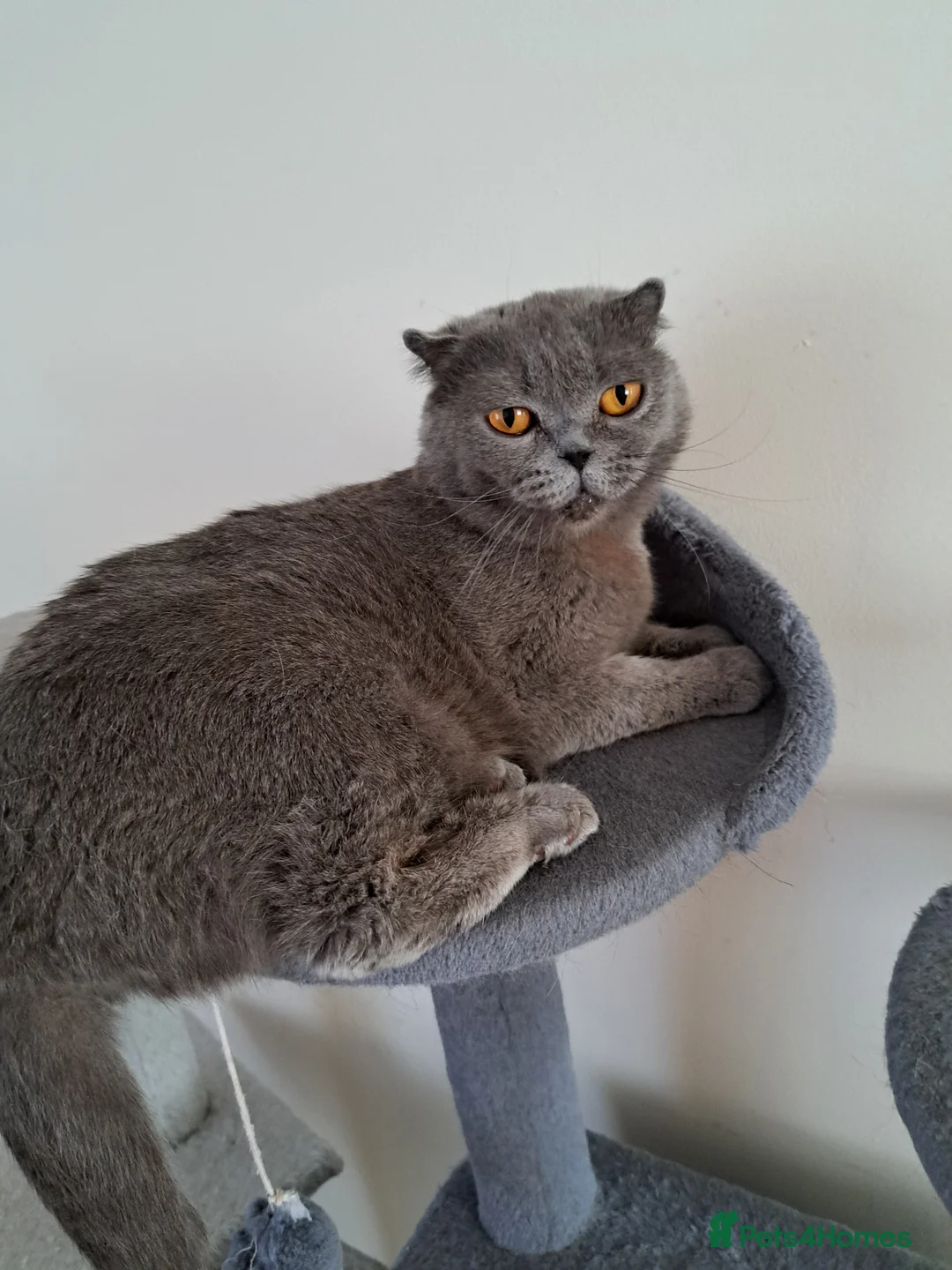 British Shorthair cats for sale: British Shorthair Blue is AVAILABLE  - Advert 8