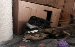 Mixed Breed cats for sale: 3 friendly kittens for sale - Image 14