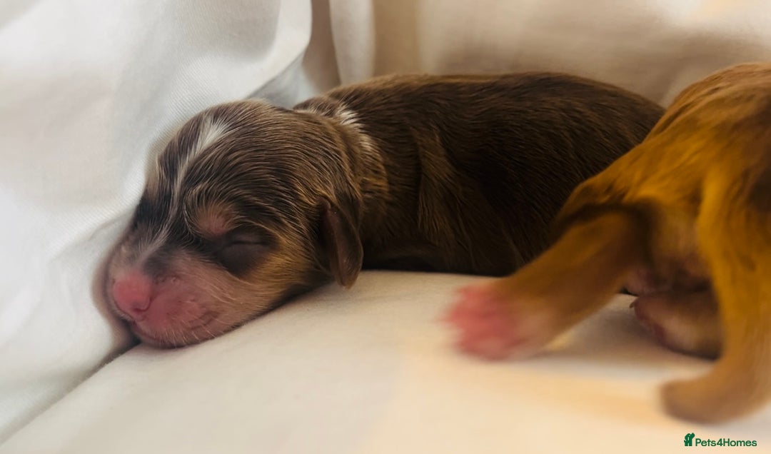 Cocker Spaniel dogs for sale: 🐶💕Newborn baby cockers💕🐶 - Image 7