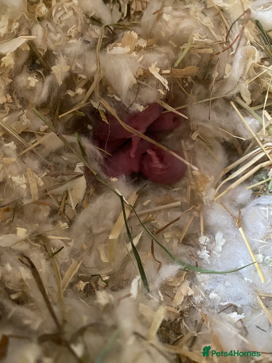 Hamster rodents for sale: Baby Russian Dwarf hamsters in Chesterfield - Advert 1