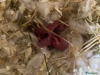 Hamster rodents Baby Russian Dwarf hamsters - Advert 13