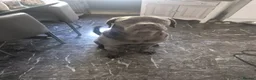 Cane Corso dogs for sale: Nyla  - Advert 8