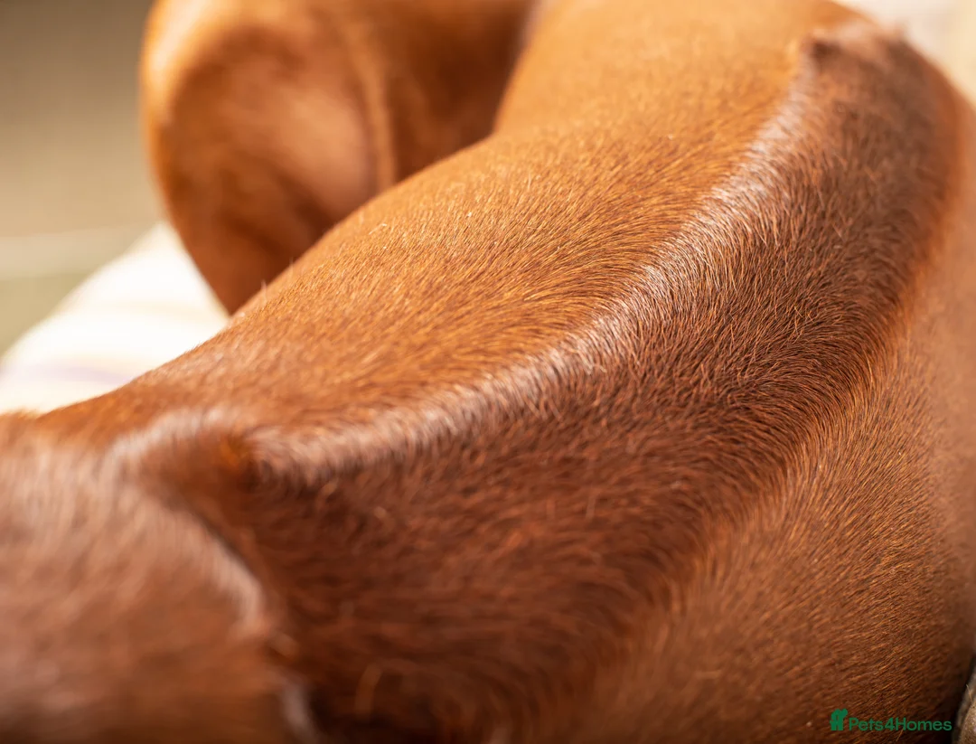 Rhodesian Ridgeback dogs for stud: (Our Duke) in Leominster - Advert 4