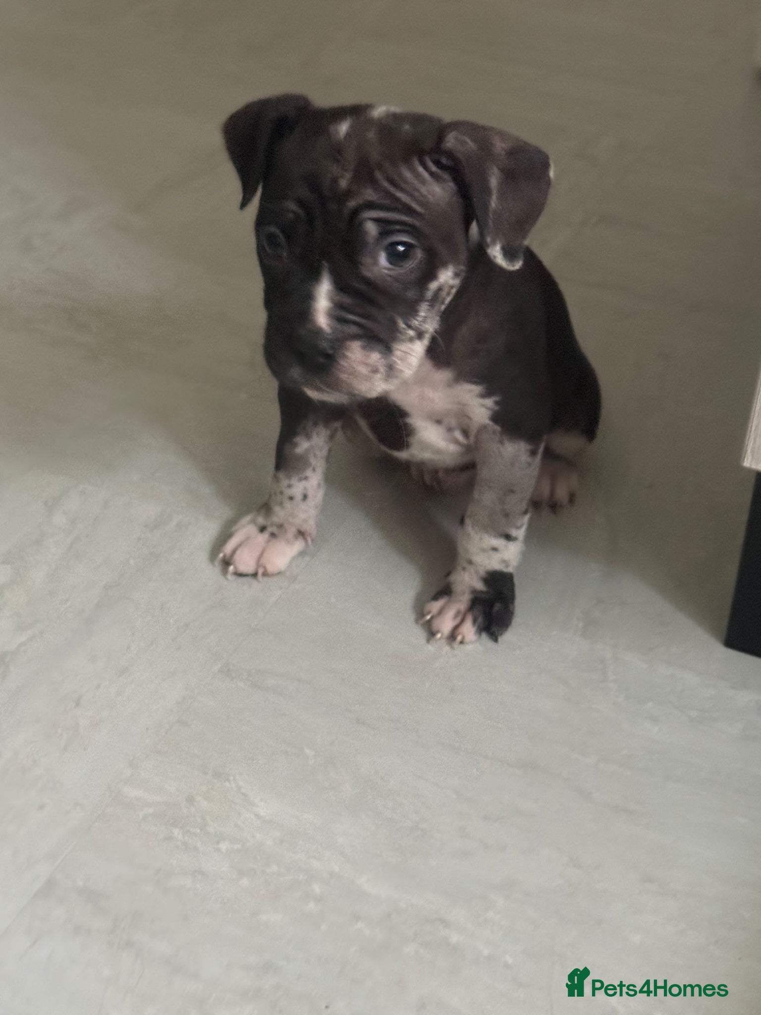Mixed Breed dogs Stunning male ready for his forever home  - Advert 1