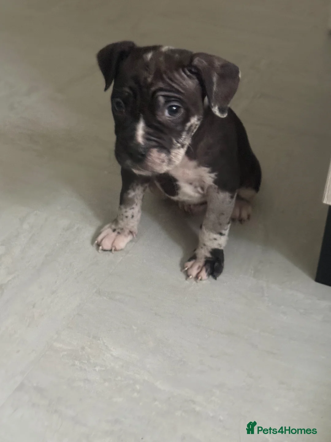 Mixed Breed dogs for sale: Stunning merle male ready for his forever home  - Advert 1