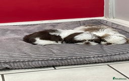 Shih Tzu dogs for sale: Shitzus for sale - Image 7