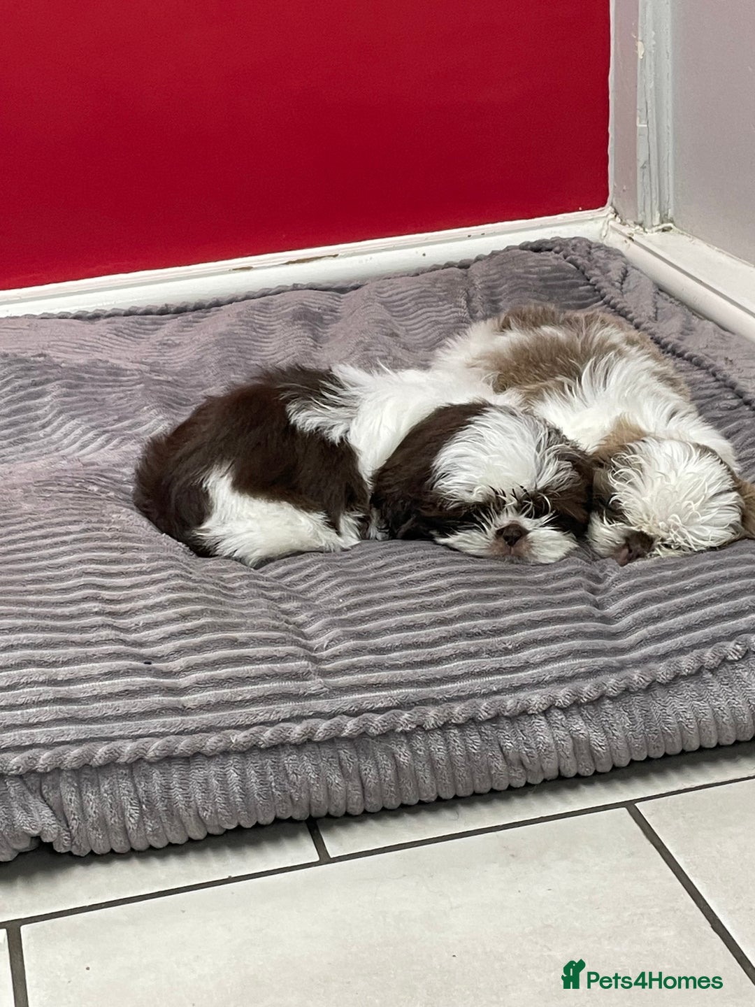 Shih Tzu dogs for sale: Shitzus for sale - Image 7