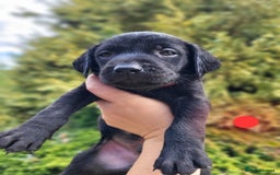 Labrador Retriever dogs for sale: Kc labrador puppies  - Image 18