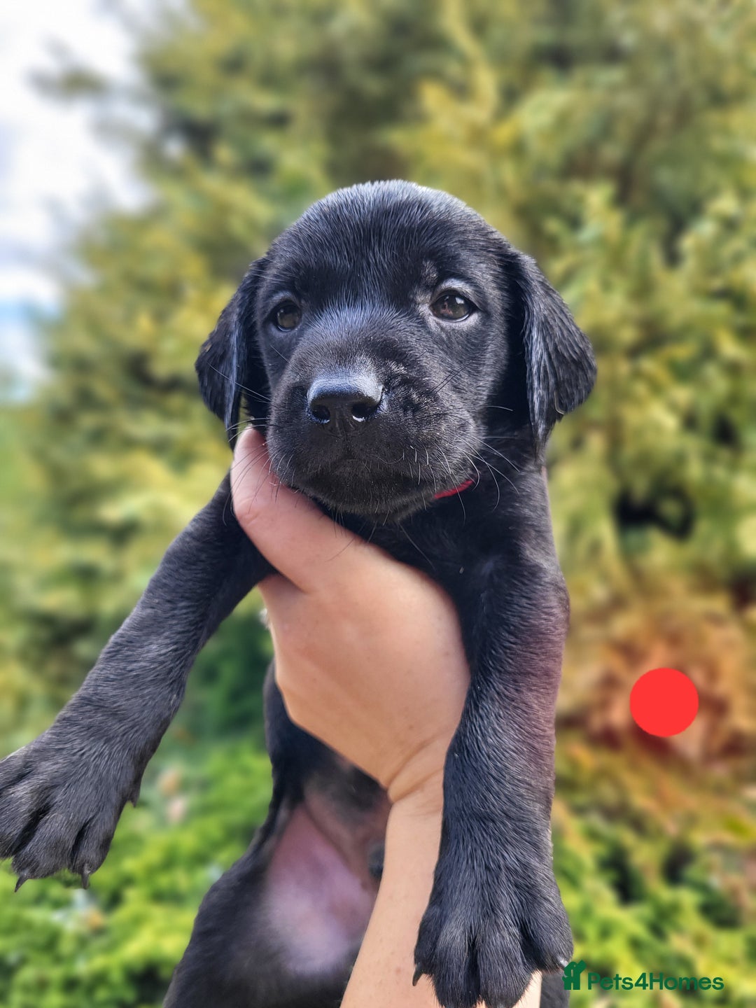Labrador Retriever dogs for sale: Kc labrador puppies  - Image 18