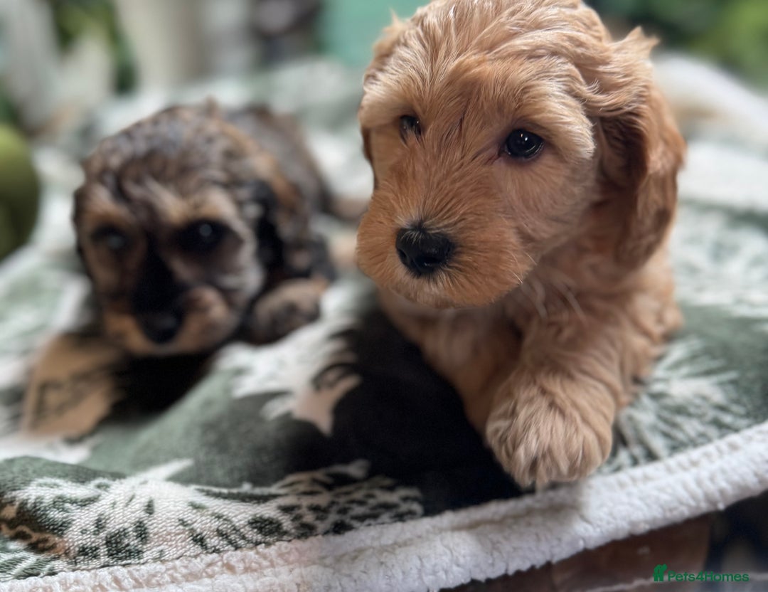 Schnoodle dogs for sale: Miniature Schoodle puppies - Image 25