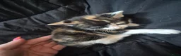 Mixed Breed cats for sale: 2 cute female kittens  in Mitcham - Advert 8