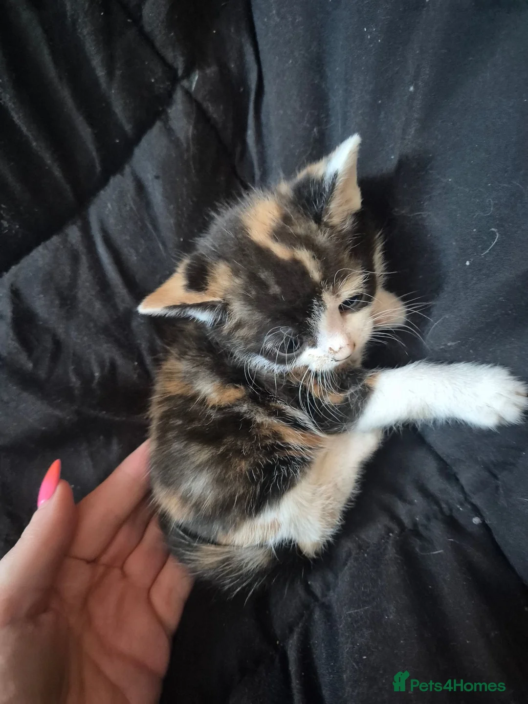 Mixed Breed cats for sale: 2 cute female kittens  in Mitcham - Advert 8