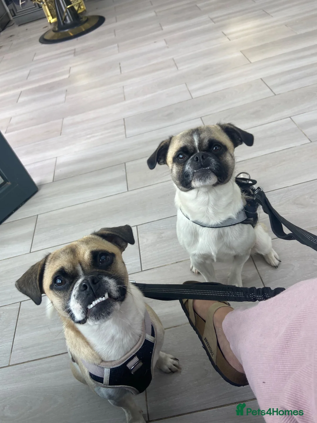 Jug dogs for sale: Father & Son Jugs - Advert 1