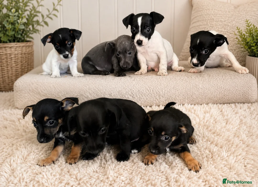 Jack Russell dogs for sale: Beautiful Jack Russel pups - Advert 4