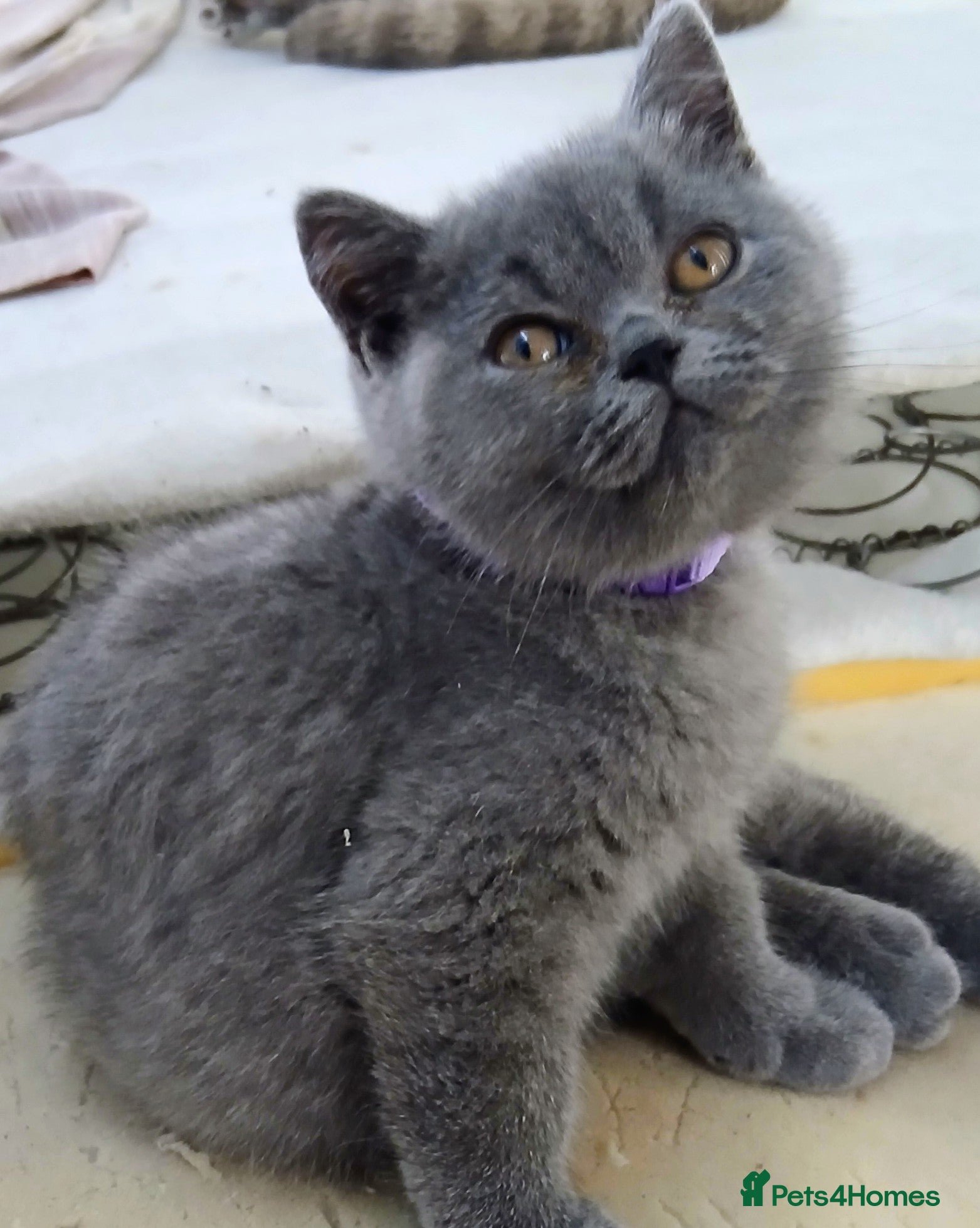 British Shorthair cats British blue shorthair kittens - Advert 2