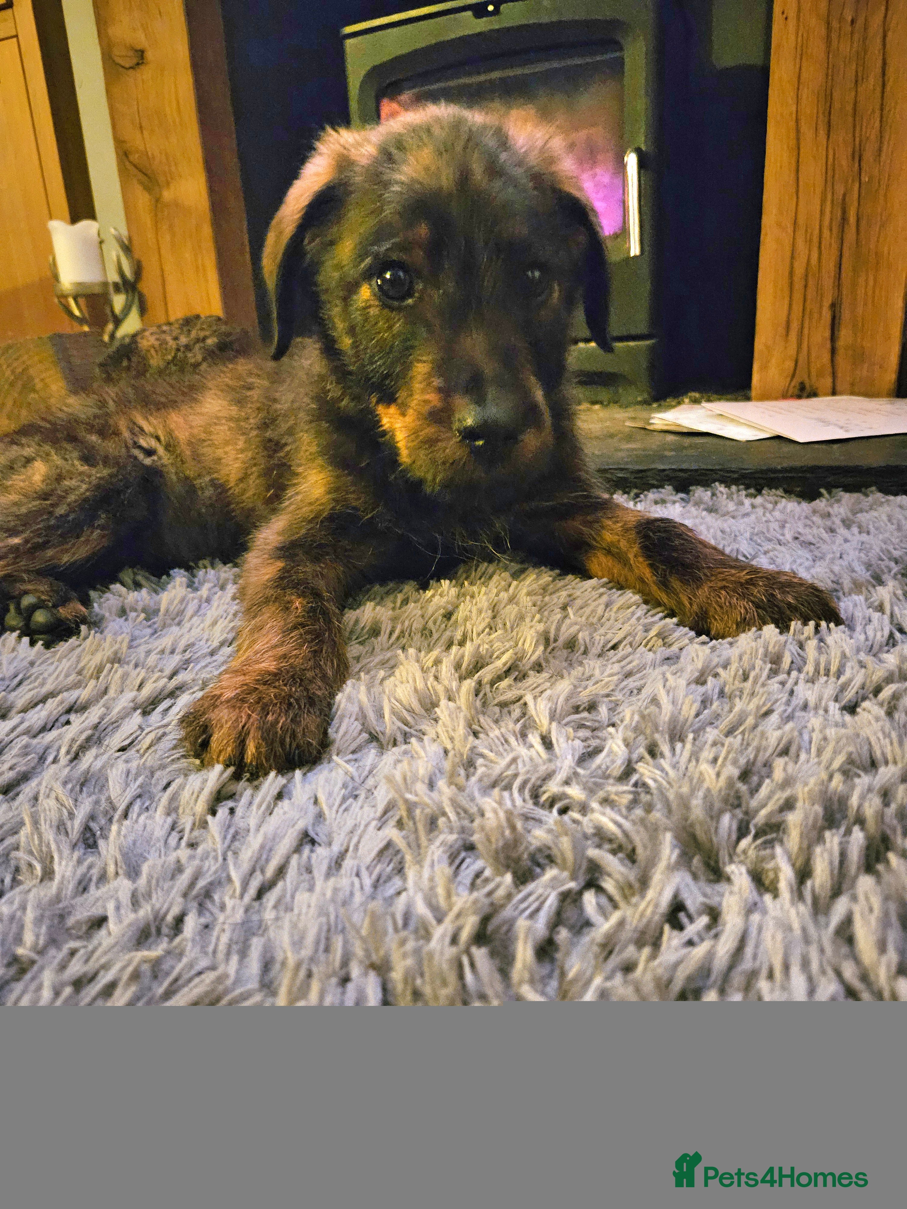 Mixed Breed dogs Rottweiler x poodle puppies ✨️fully vaccinated✨️ - Advert 3