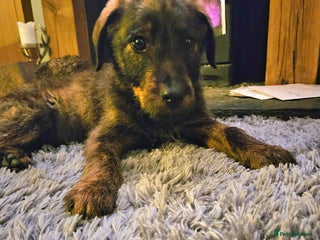 Mixed Breed dogs Rottweiler x poodle puppies ✨️fully vaccinated✨️ - Advert 5