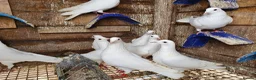 Pigeons birds for sale: Pure White Racing Pigeons  - Advert 6