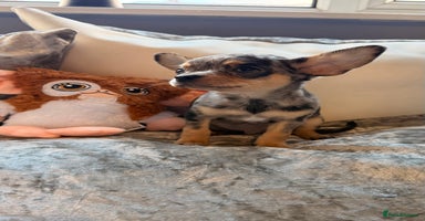 Chihuahua dogs - Advert 2