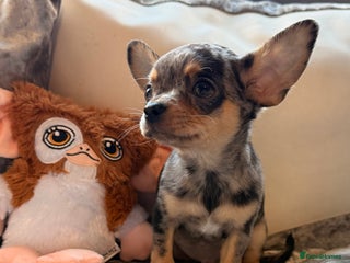 Chihuahua dogs - Advert 30