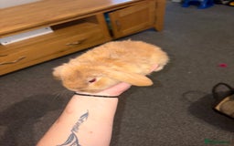 Mini Lion Lop rabbits for sale: Mini lion lop looking for home  - Advert 2