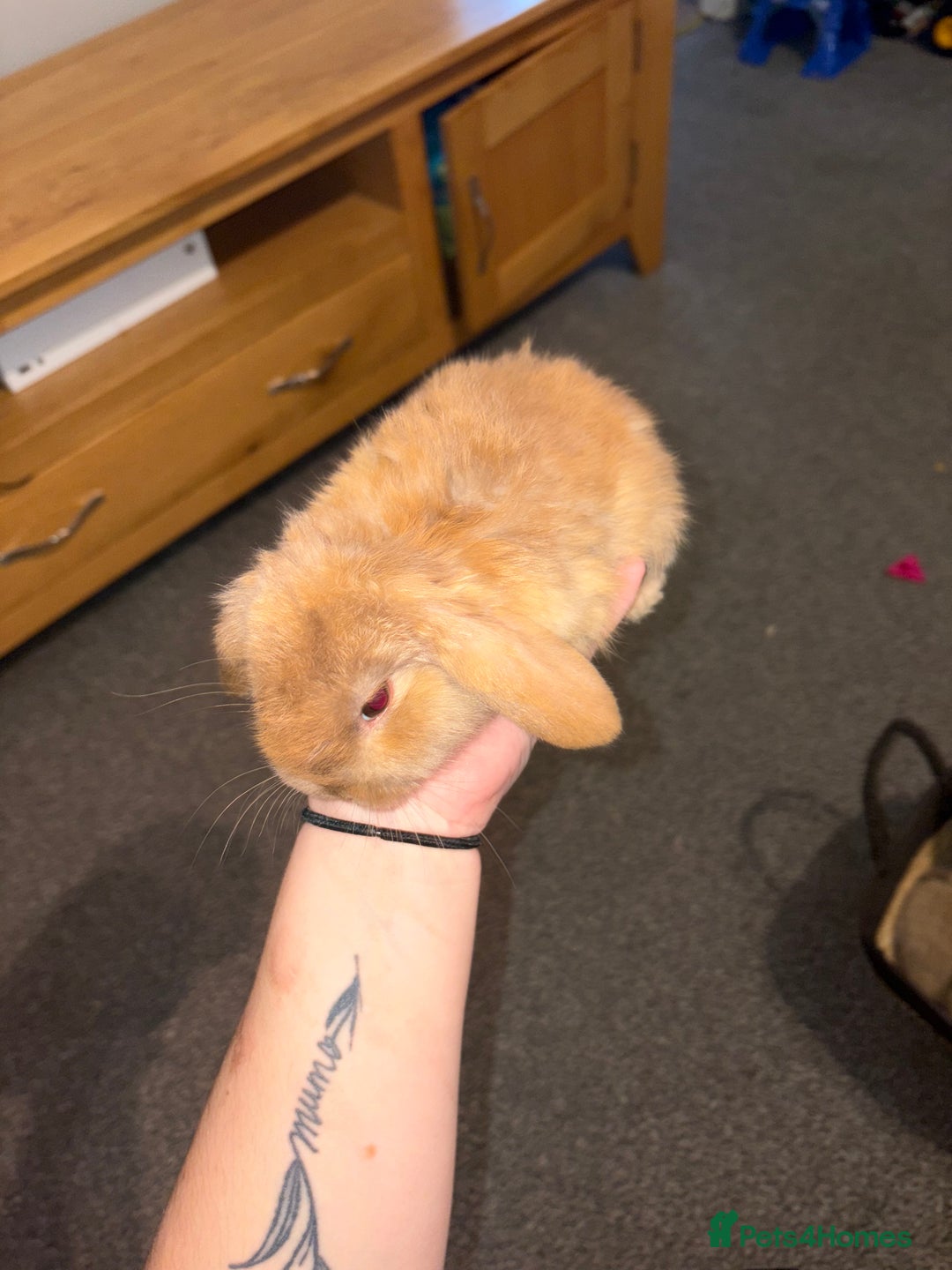 Mini Lion Lop rabbits for sale: Mini lion lop looking for home  - Advert 2