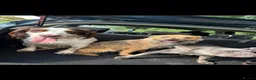 Border Terrier dogs for stud: Border terrier stud - Advert 6