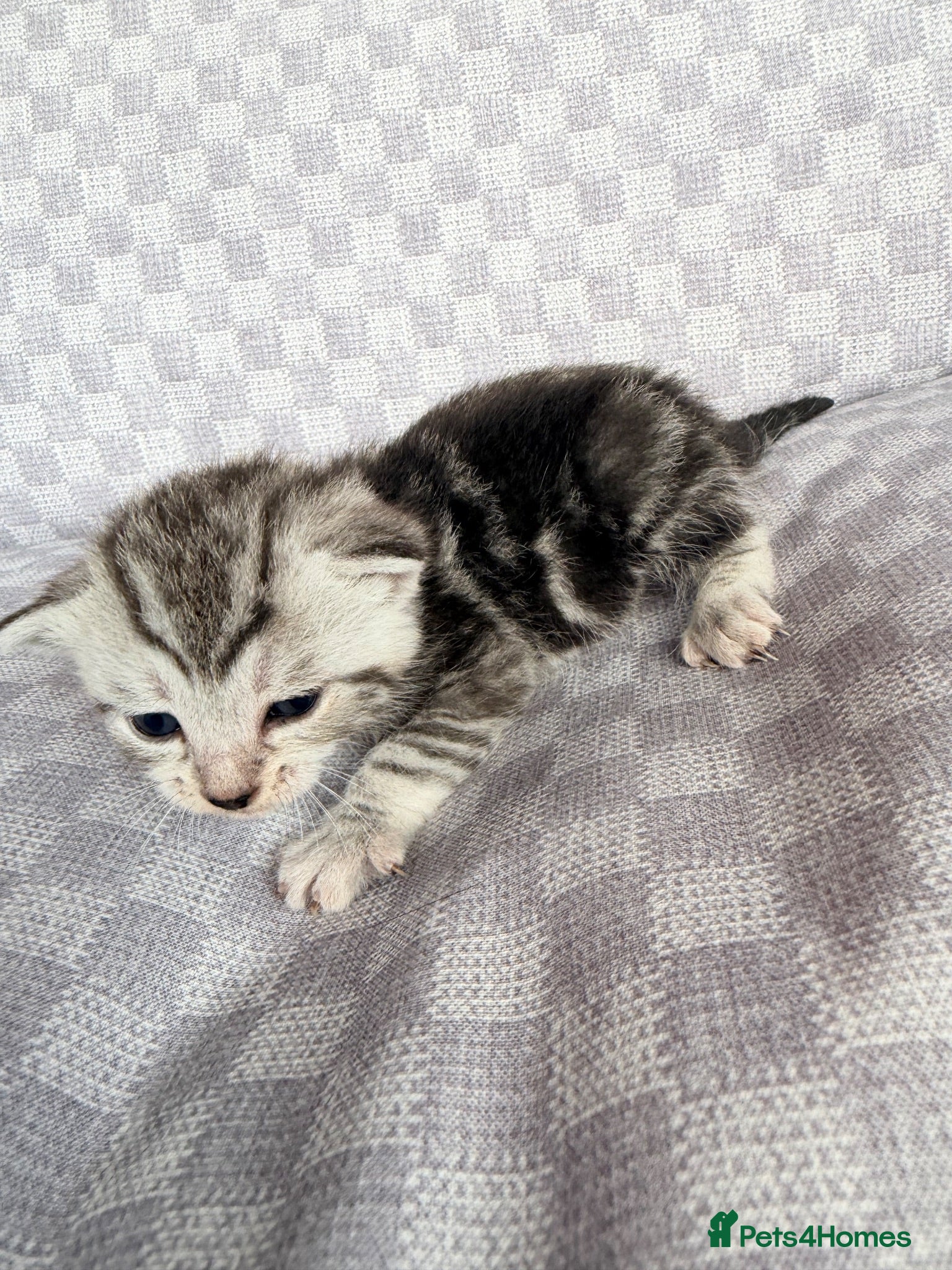 Bengal cats Grey tabby/bengal kitten  - Advert 4