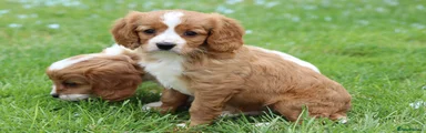 Cavapoo Puppy 4