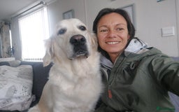 Golden Retriever dogs for sale: Beautiful white golden retriever  - Image 2