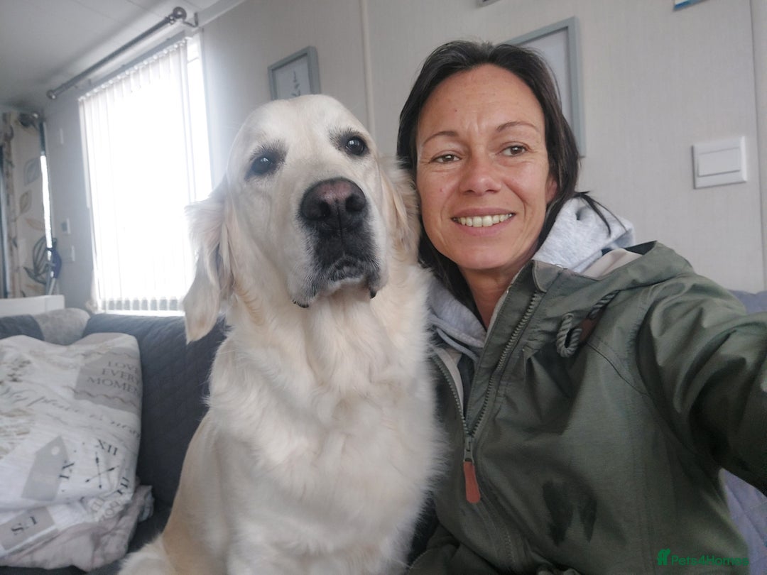 Golden Retriever dogs for sale: Beautiful white golden retriever  - Image 2