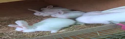 New Zealand rabbits for sale: 3 New Zealand White Buck Rabbits  – Ready Now in Oldham - Advert 2