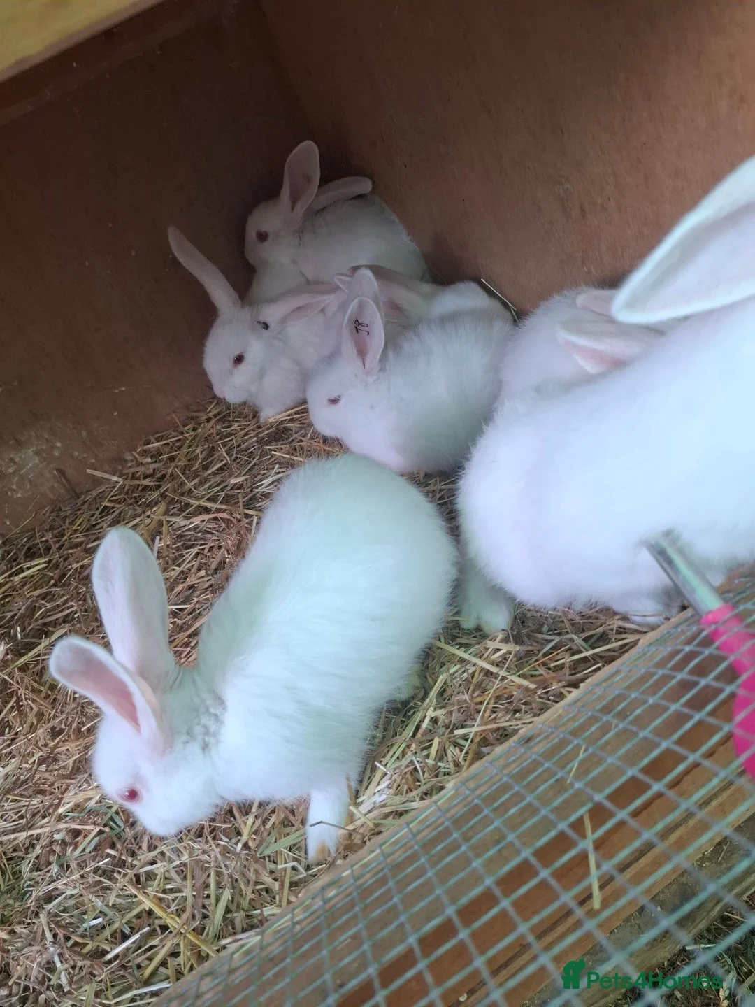 New Zealand rabbits for sale: 3 New Zealand White Buck Rabbits  – Ready Now in Oldham - Advert 2