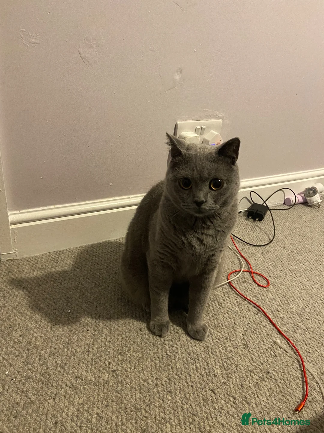 British Shorthair cats for sale: Milo – Loving Cat Looking for a New Home 🐱 - Advert 4