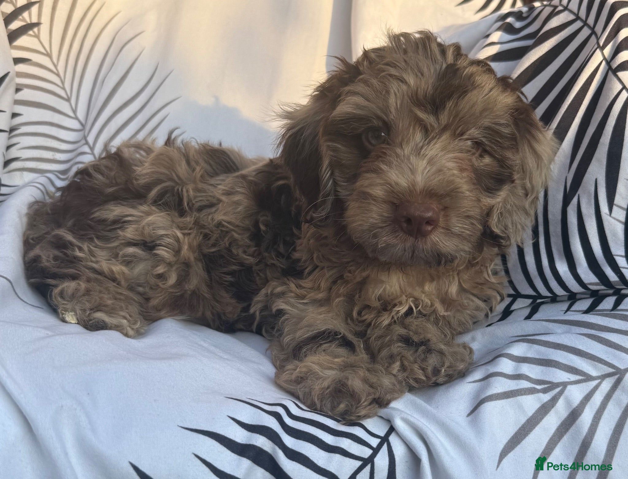 Cockapoo dogs Beautiful cockapoo puppies  - Advert 1