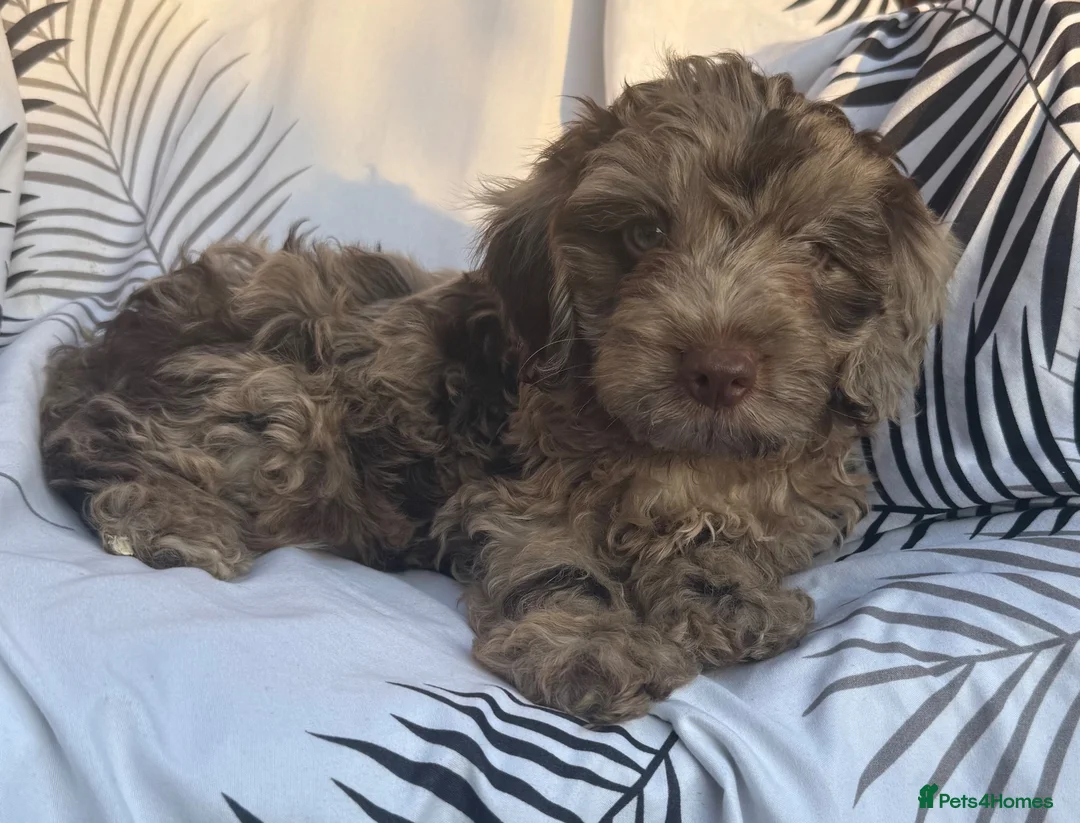 Cockapoo dogs for sale: Beautiful cockapoo puppies  - Advert 1