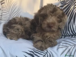 Cockapoo dogs Beautiful cockapoo puppies - Advert 1