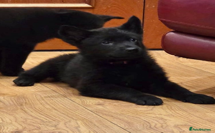 German Shepherd dogs - Advert 3