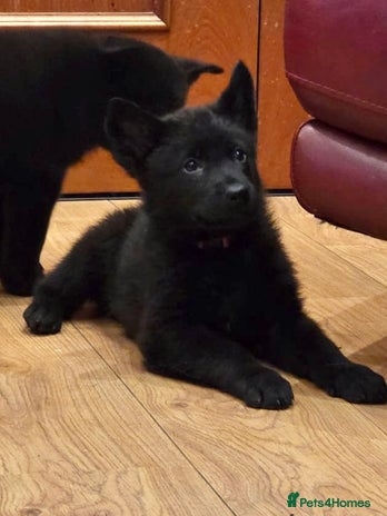 German Shepherd dogs - Advert 3