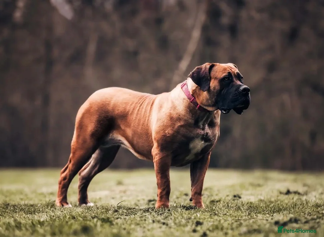 Boerboel dogs for sale: Stunning Boerboel Girl - Advert 3