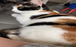 Domestic Shorthair cats for sale: Loving cat free to a loving home - Image 2