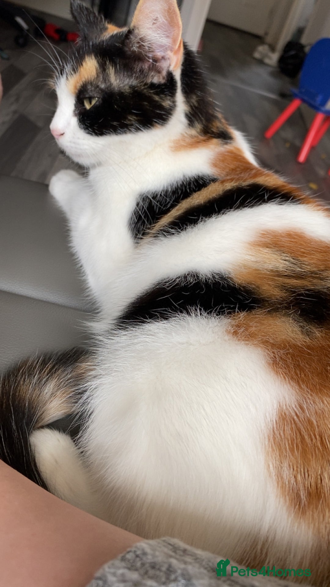 Domestic Shorthair cats for sale: Loving cat free to a loving home - Image 2
