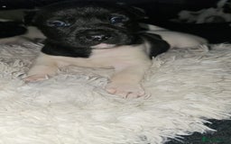 Mixed Breed dogs for sale: American akita x staffy pups for sale  - Image 12