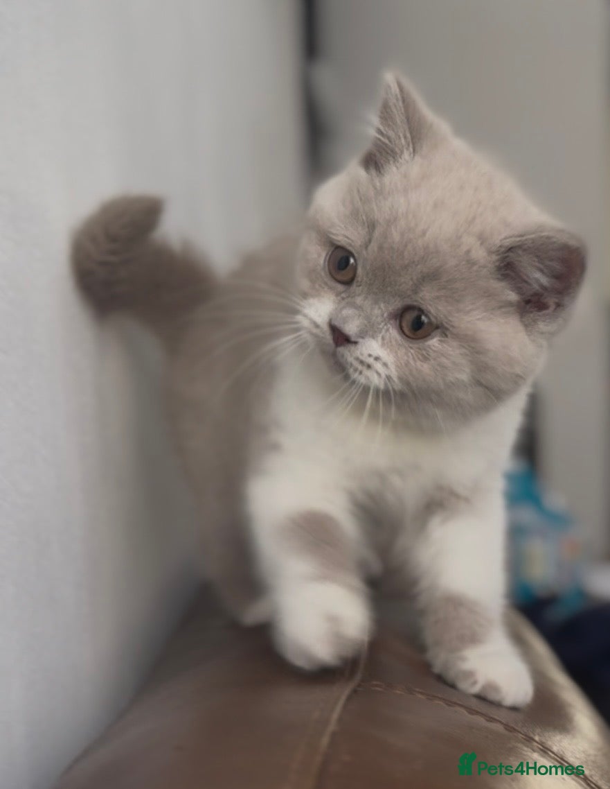 British Shorthair cats GCCF Lilac Bicolour British Shorthair Kittens - Advert 12