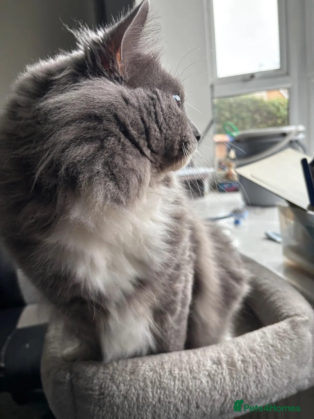 Ragdoll cats for sale: Ragdoll x dsh - 17 months old  - Advert 2