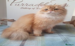 British Longhair cats for sale: Last Cinnamon Golden Shaded Kitten  - Image 3