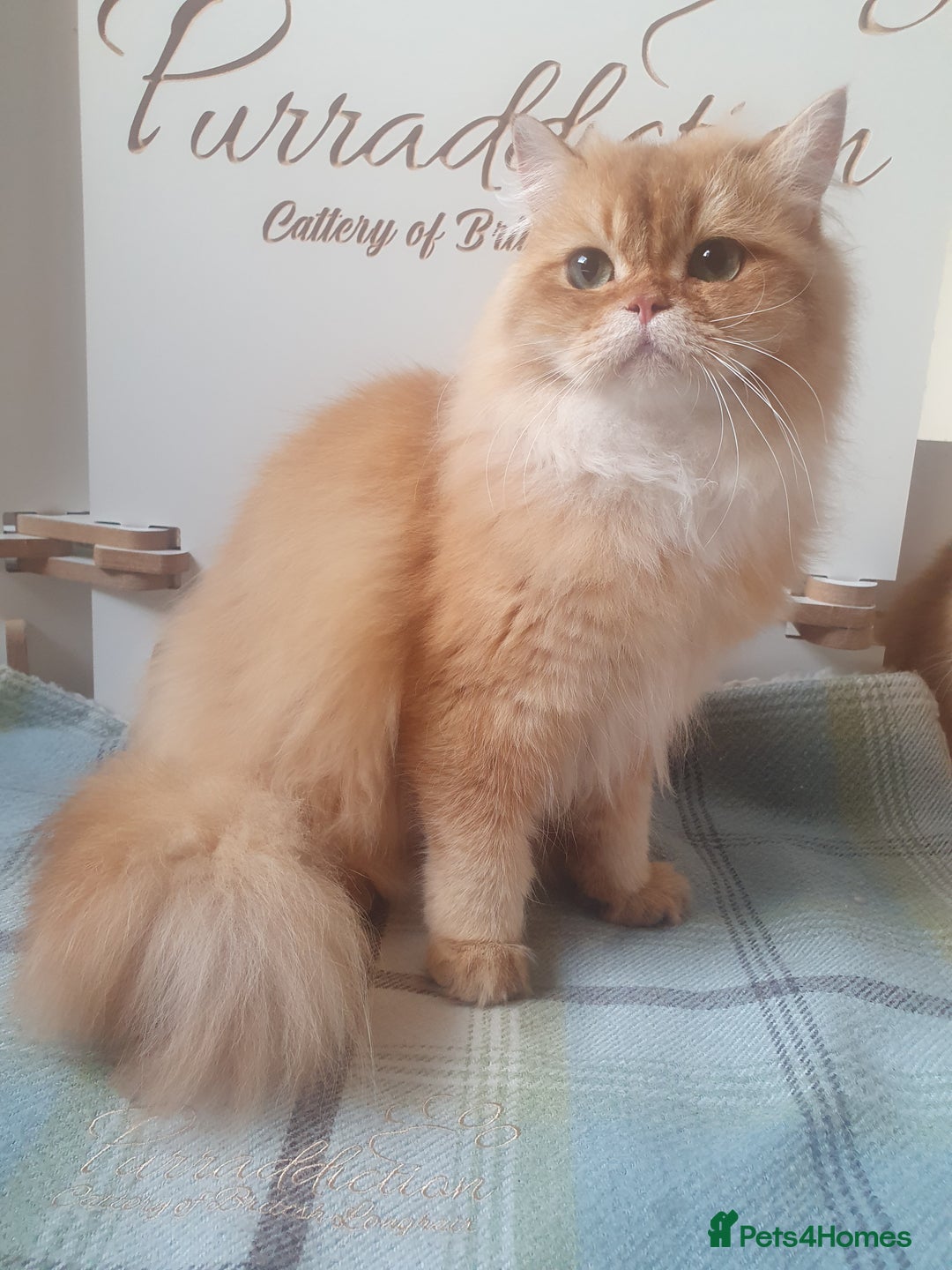 British Longhair cats for sale: Last Cinnamon Golden Shaded Kitten  - Image 3