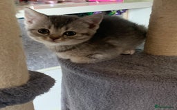 British Shorthair cats for sale: British shorthair kittens  - Image 6