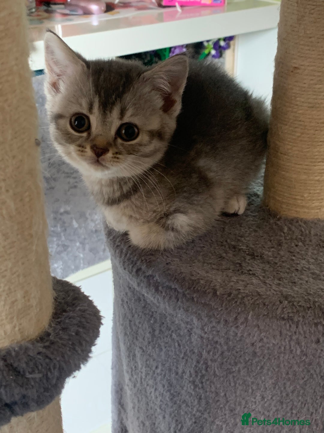 British Shorthair cats for sale: British shorthair kittens  - Image 6