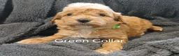 Cockapoo dogs for sale: Cockapoo Puppies PRA CLEAR - Advert 5